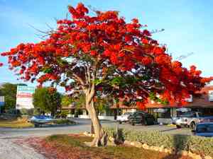 Royal poinciana(Delonix regia)