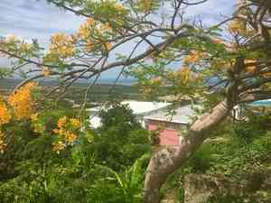 Royal poinciana(Delonix regia)
