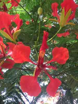 Royal poinciana(Delonix regia)
