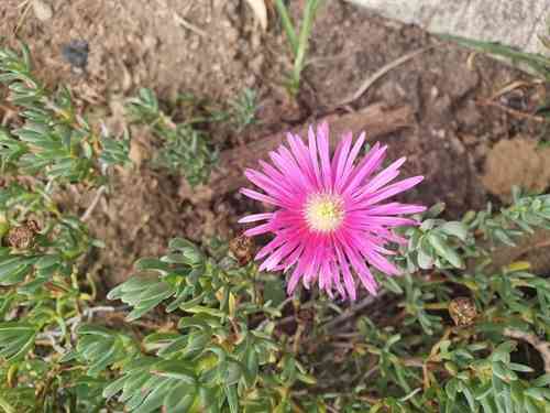 Hardy iceplant(Delosperma cooperi)
