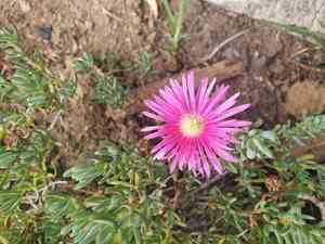 Hardy iceplant(Delosperma cooperi)