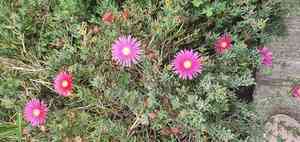 Hardy iceplant(Delosperma cooperi)