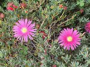 Hardy iceplant(Delosperma cooperi)