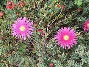Hardy iceplant(Delosperma cooperi)