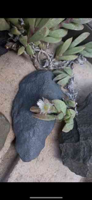 Seaside delosperma(Delosperma litorale)