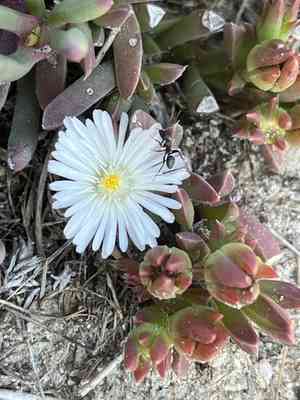 Seaside delosperma(Delosperma litorale)
