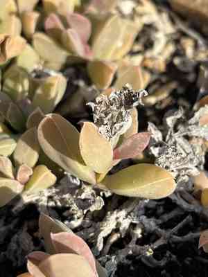 Seaside delosperma(Delosperma litorale)