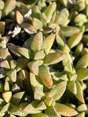 Seaside delosperma(Delosperma litorale)
