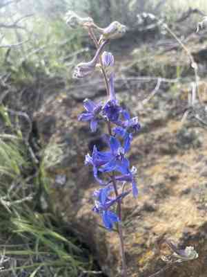 Anderson's larkspur(Delphinium andersonii)