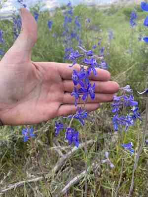 Anderson's larkspur(Delphinium andersonii)