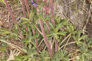 Anderson's larkspur(Delphinium andersonii)