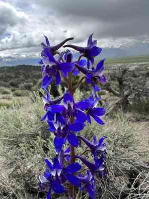 Anderson's larkspur(Delphinium andersonii)