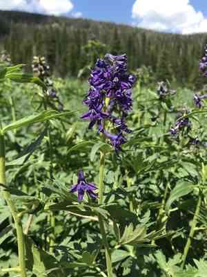 Subalpine larkspur(Delphinium barbeyi)