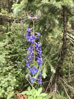 Subalpine larkspur(Delphinium barbeyi)