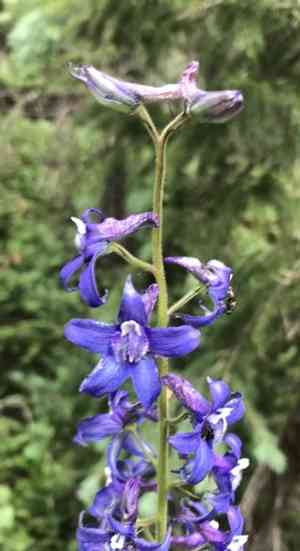 Subalpine larkspur(Delphinium barbeyi)