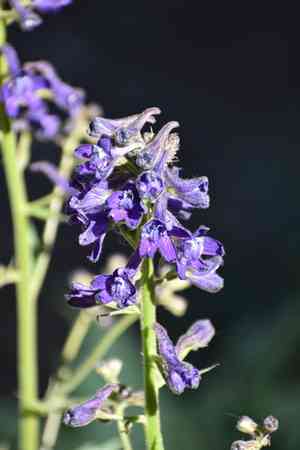 Subalpine larkspur(Delphinium barbeyi)