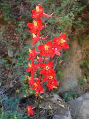 Scarlet larkspur(Delphinium cardinale)