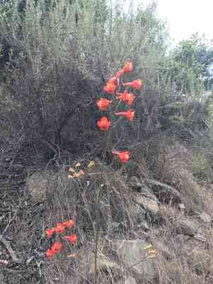Scarlet larkspur(Delphinium cardinale)