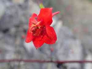 Scarlet larkspur(Delphinium cardinale)