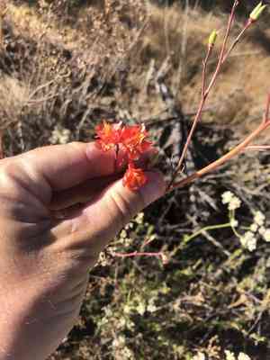 Scarlet larkspur(Delphinium cardinale)