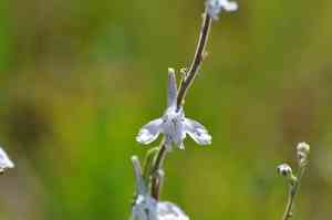 Carolina larkspur(Delphinium carolinianum)