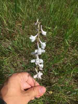 Carolina larkspur(Delphinium carolinianum)
