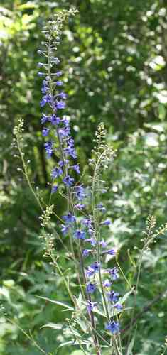 Candle larkspur(Delphinium elatum)
