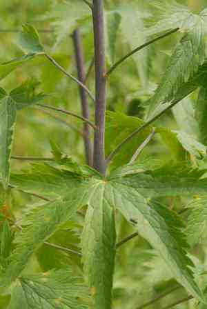 Candle larkspur(Delphinium elatum)