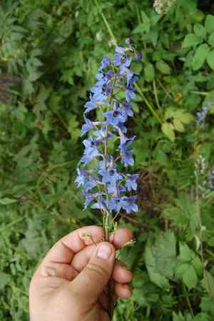 Candle larkspur(Delphinium elatum)