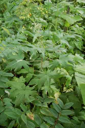 Candle larkspur(Delphinium elatum)