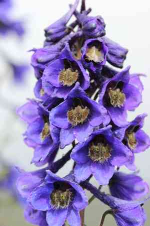 Candle larkspur(Delphinium elatum)