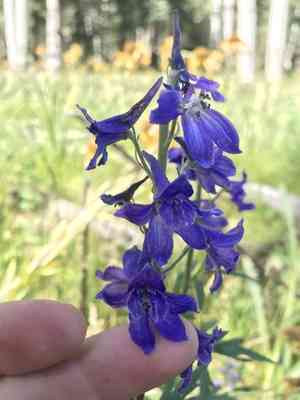 Clark valley larkspur(Delphinium geraniifolium)