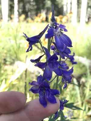 Clark valley larkspur(Delphinium geraniifolium)