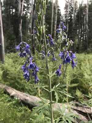 Clark valley larkspur(Delphinium geraniifolium)