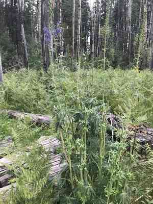 Clark valley larkspur(Delphinium geraniifolium)