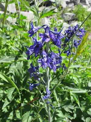 Sierra Larkspur(Delphinium glaucum)