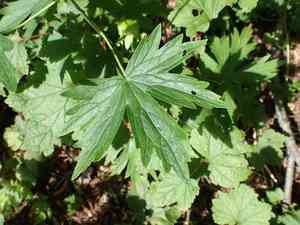 Sierra Larkspur(Delphinium glaucum)