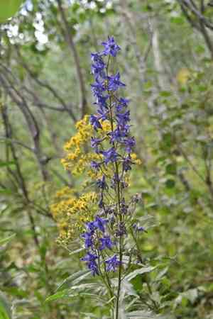 Sierra Larkspur(Delphinium glaucum)