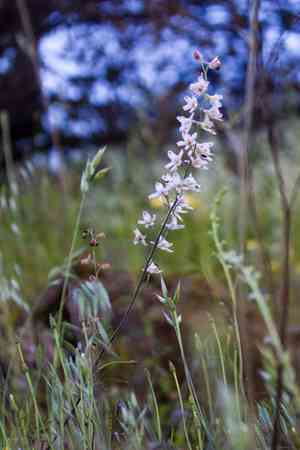 Hansen's larkspur(Delphinium hansenii)