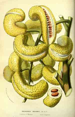 Hansen's larkspur(Delphinium hansenii)