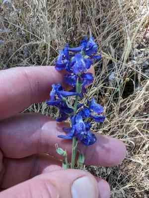 Foothill larkspur(Delphinium hesperium)