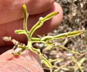 Foothill larkspur(Delphinium hesperium)