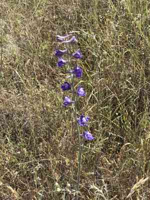 Foothill larkspur(Delphinium hesperium)