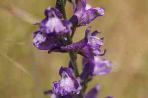 Foothill larkspur(Delphinium hesperium)