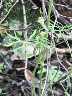 Sierra madre larkspur(Delphinium madrense)