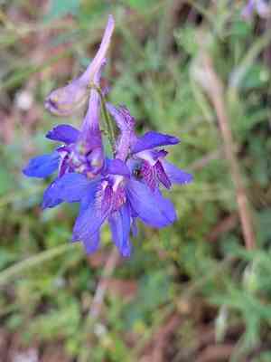 Sierra madre larkspur(Delphinium madrense)