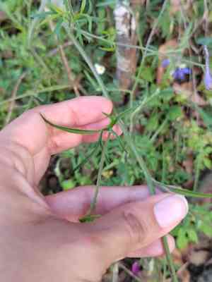 Sierra madre larkspur(Delphinium madrense)