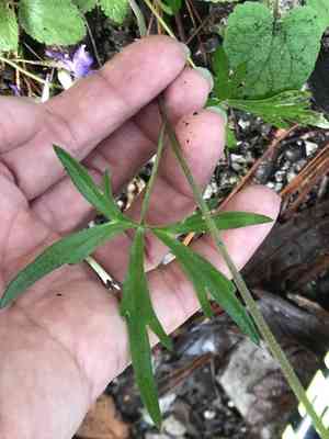 Sierra madre larkspur(Delphinium madrense)