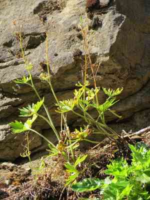 Menzies's larkspur(Delphinium menziesii)
