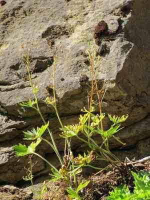 Menzies's larkspur(Delphinium menziesii)